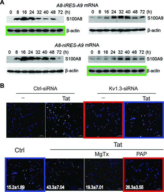 Examples of simple duplicated biomedical image panels with colored boxes marking repeated panels