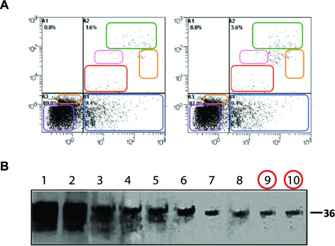 Examples of duplicated or altered image regions in biomedical figures